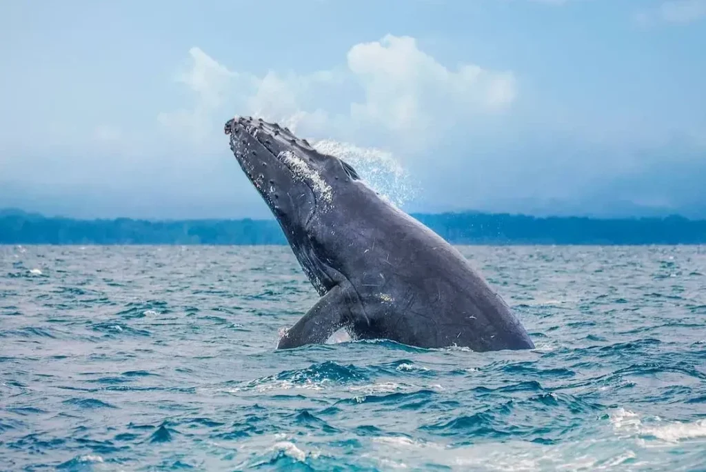 Marino Whales National Park